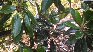 Black Snake in Magnolia