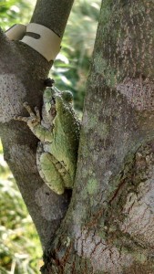 Tree Frog