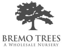 Bremo Trees logo